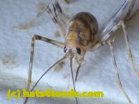 /home//u458753944/public_html/sourcegallery//Insects and small critters/grasshoppers and crickets (Orthoptera)/P1060131.JPG